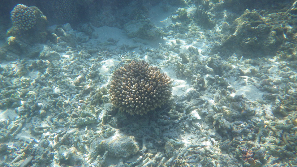 IMGP0156.jpg Sous l eau - Fakarava - Copyright : See Otherwise 2012 - 2026